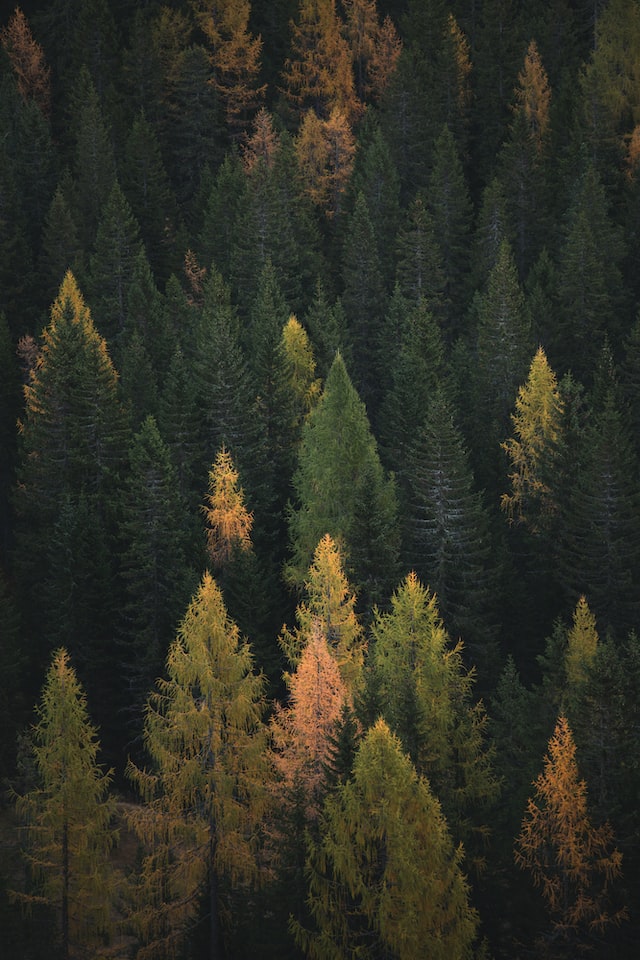 Forest resources