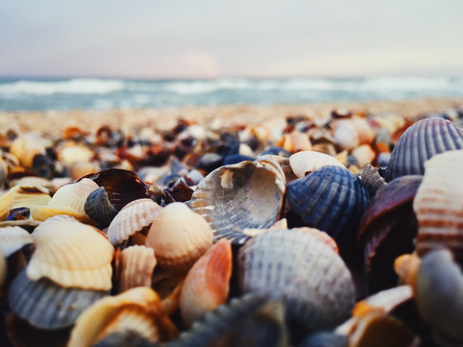 grouped seashells small